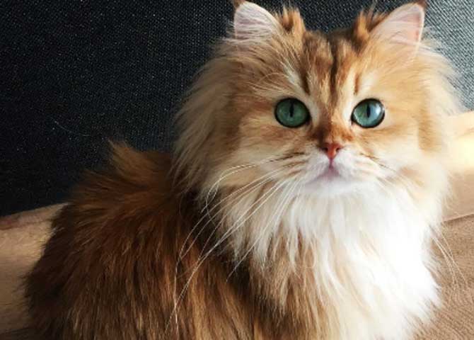 Những chú mèo Anh lông dài đẹp nhất