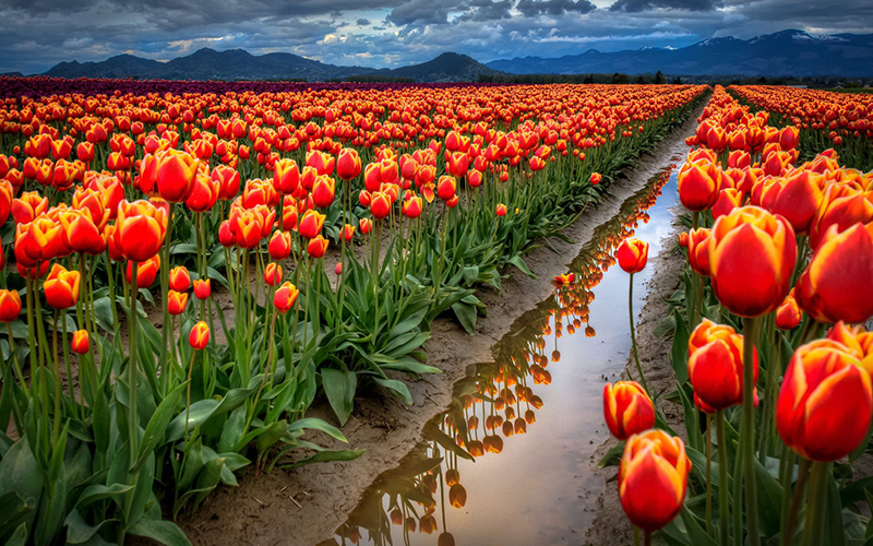 Cánh đồng hoa Tulip mang vẻ đẹp ôn hòa