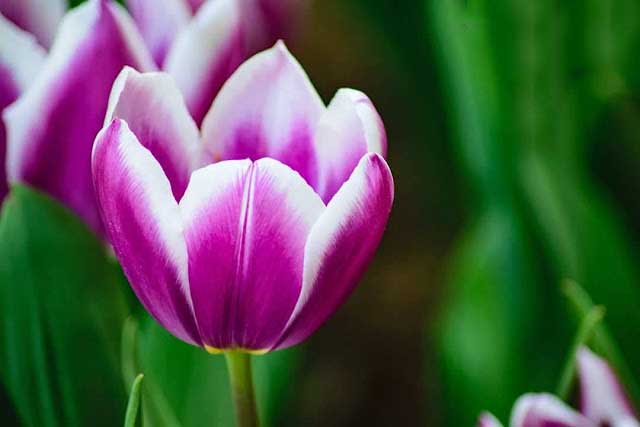 Hình ảnh rất đẹp về hoa tulip
