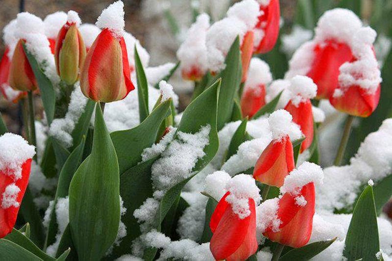 Hình ảnh hoa Tulip trong tuyết