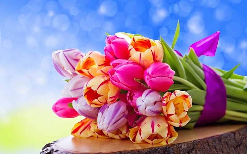 Hình ảnh hoa tulip đẹp cho máy tính của bạn