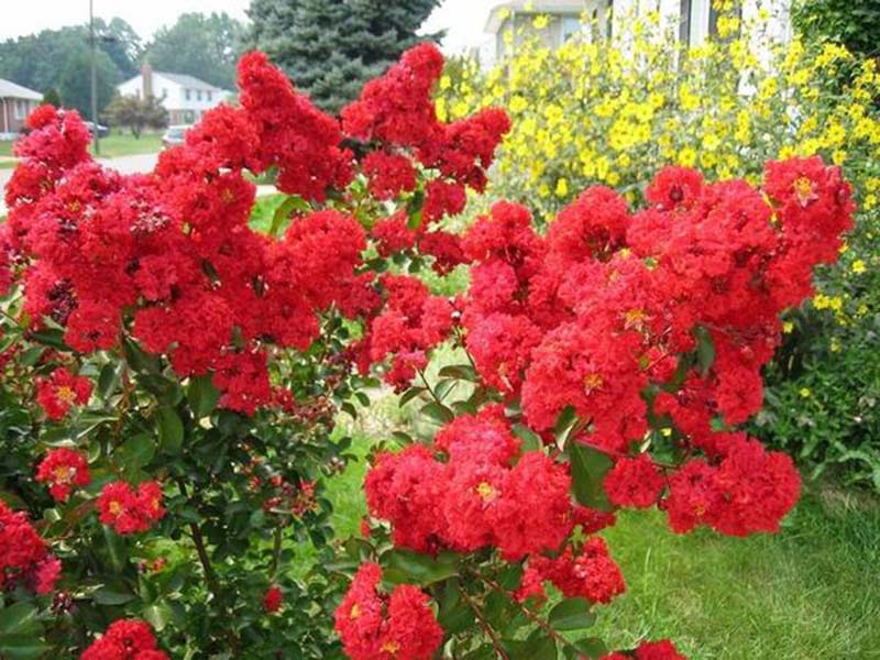 Hoa đỗ quyên sắc đỏ tô thắm Sapa và Đà lạt