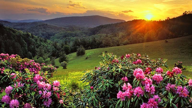 Hoa Đỗ Quyên vào buổi sáng sớm hình ảnh đẹp nhất