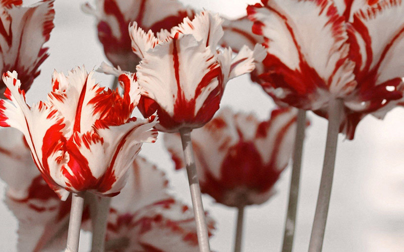 Tình yêu đối với hoa tulip là vẻ đẹp của thơ ca