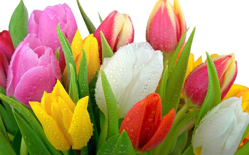 Yêu những bức ảnh của hoa tulip