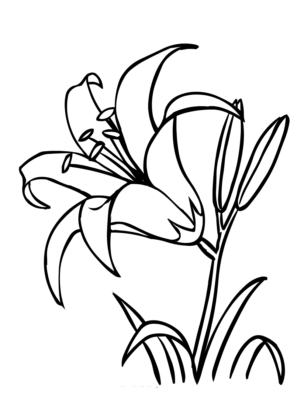 Coloring lilies for kids