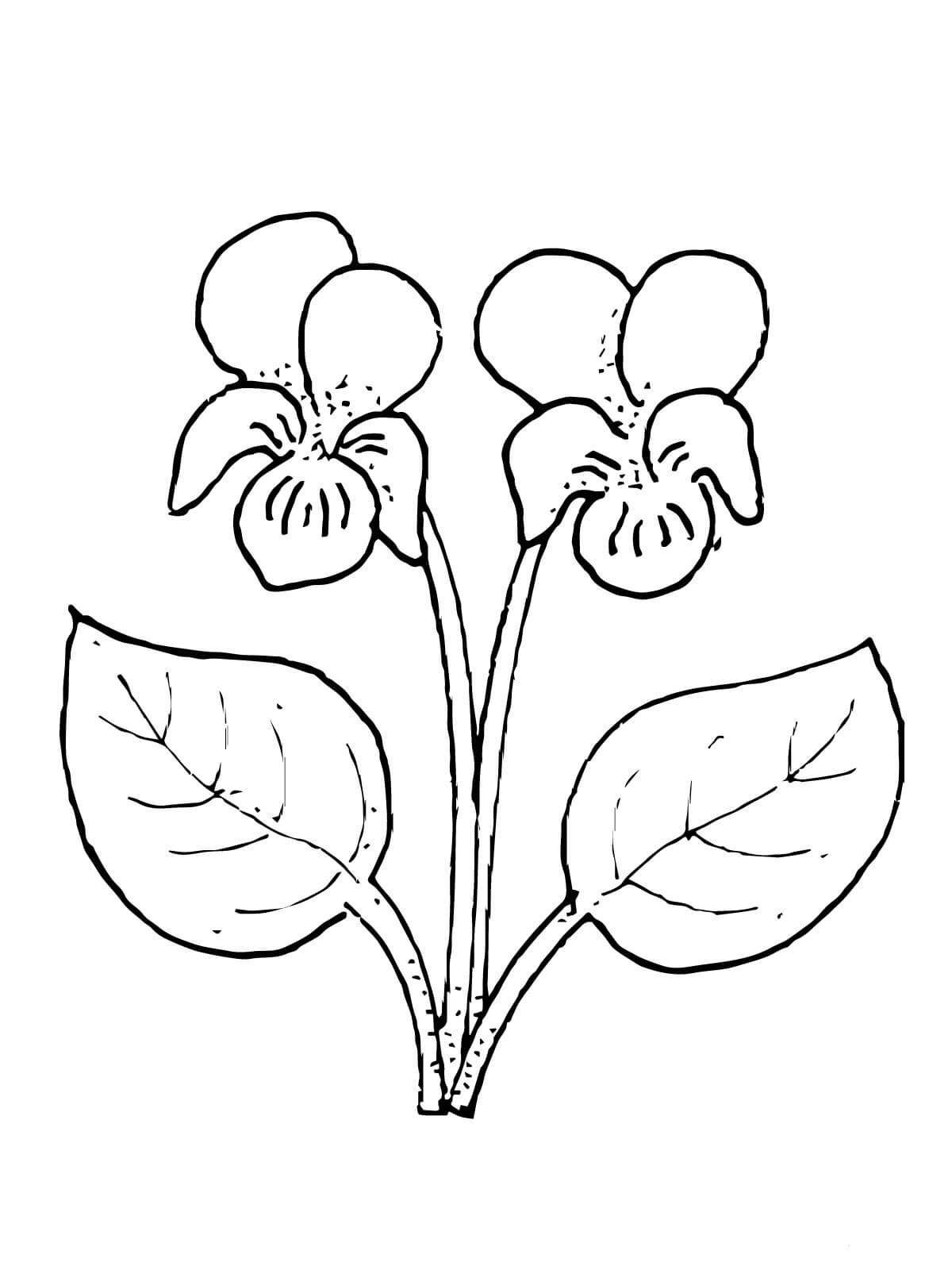 Coloring picture of beautiful flowers