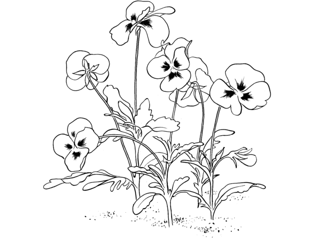 Beautiful flower coloring page