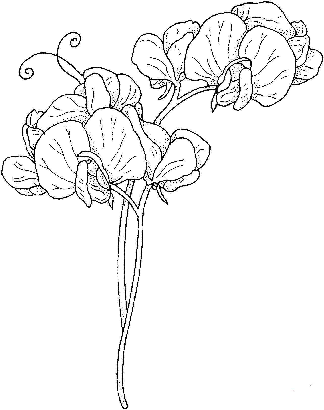 Orchid coloring page