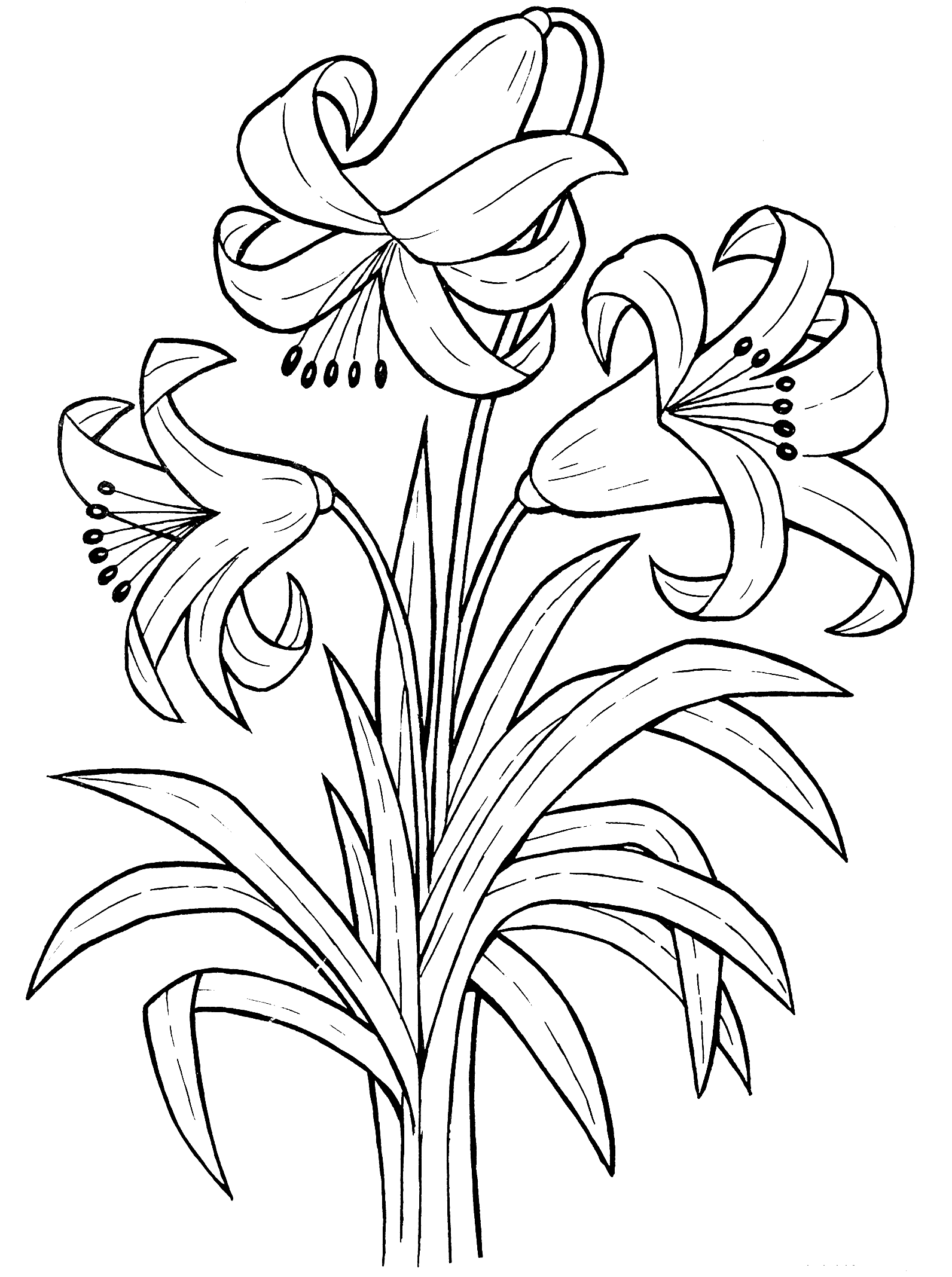 Coloring picture of the most beautiful lilies