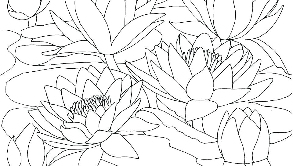 Beautiful lotus coloring page