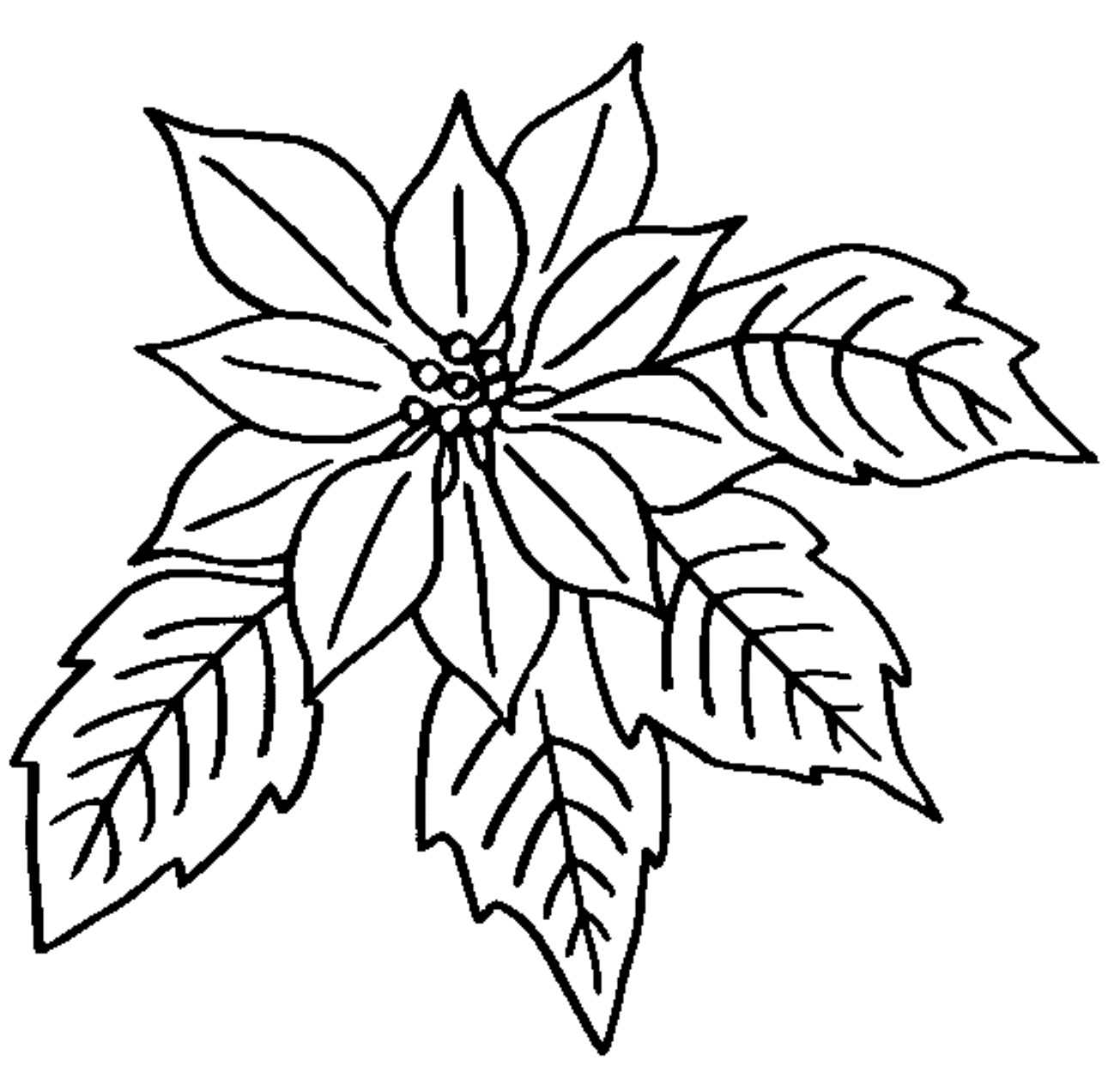 Beautiful poinsettia coloring page