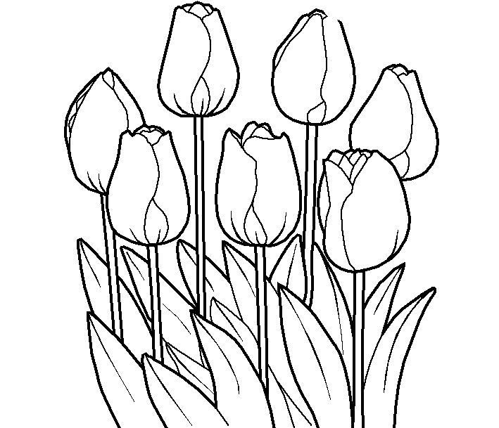 Tranh tô màu hoa tulip