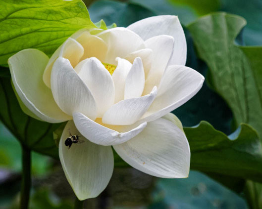 Hình ảnh đẹp về hoa sen trắng