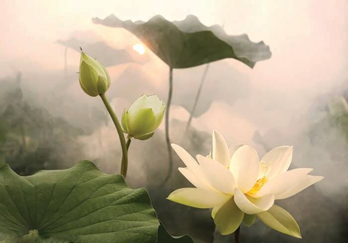 Hình ảnh đẹp về hoa sen trắng