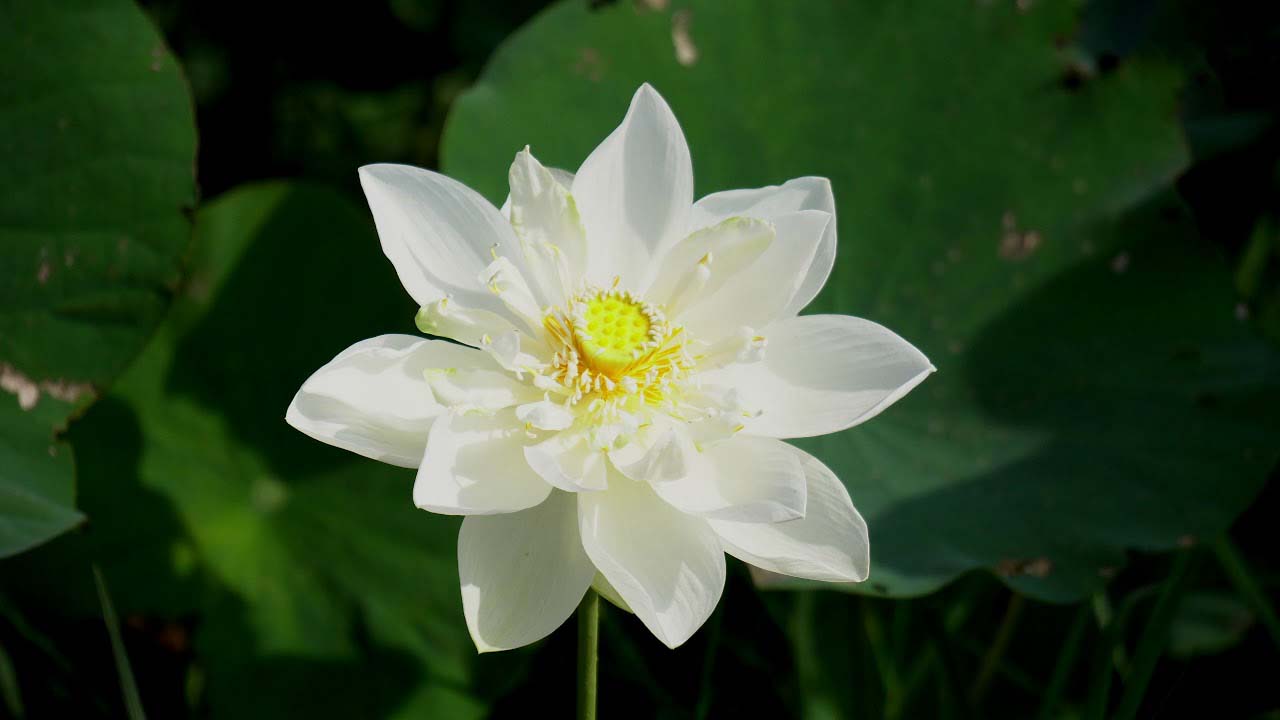 Hình ảnh hoa sen trắng nở đẹp