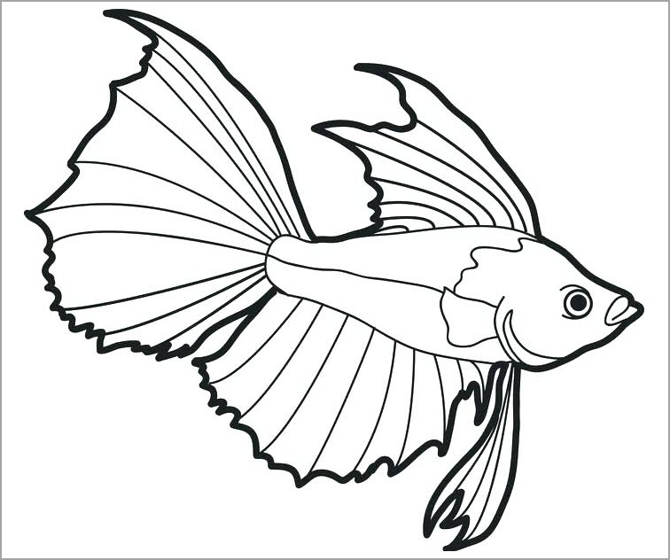 Tranh tô màu các loài cá đẹp đơn giản đến nâng cao cho bé tập tô  Xetreem
