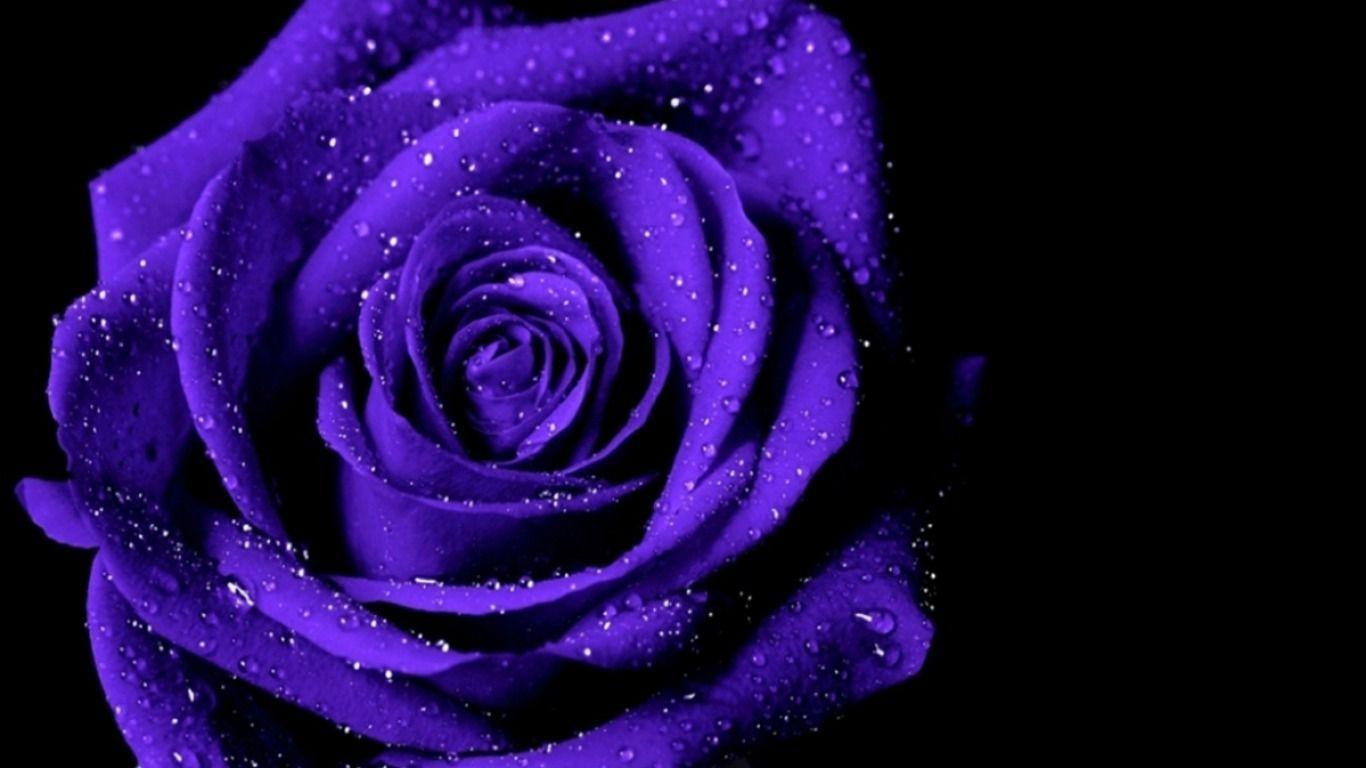 Bó hoa hồng màu tím đẹp nhất