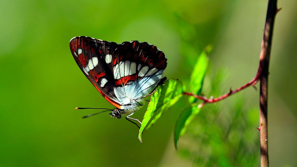 Con bướm trong suốt với vẻ đẹp tự nhiên
