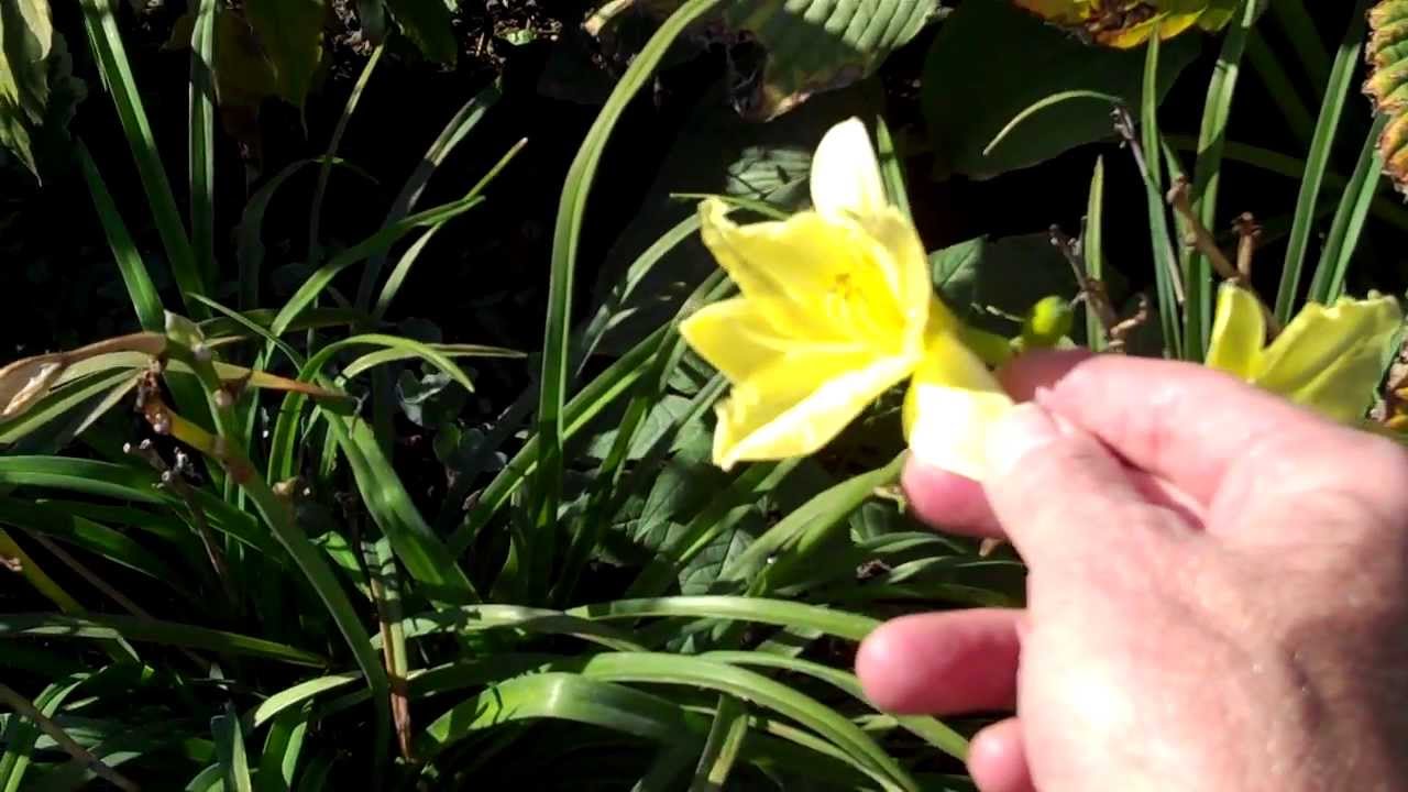 Hình ảnh đẹp nhất của hoa ngọc lan