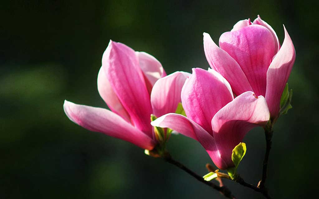 Hình ảnh hình nền hoa ngọc lan