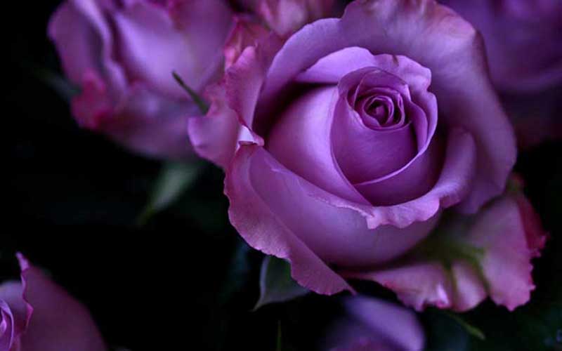 Hình ảnh hoa hồng tím tặng sinh nhật
