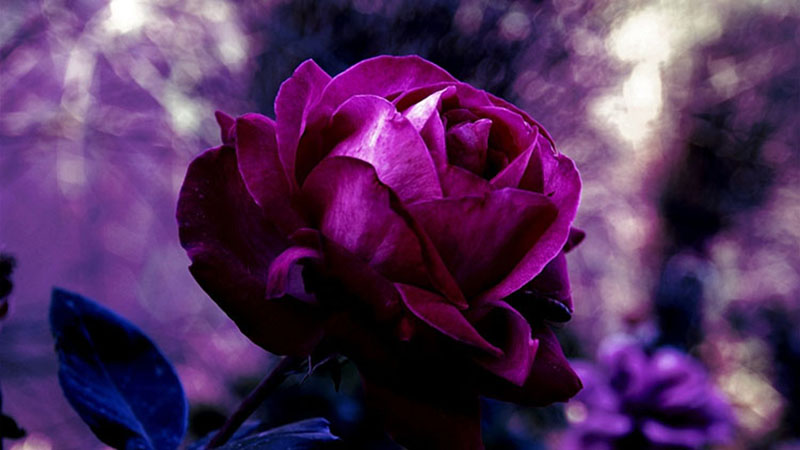 Hình nền hình ảnh hoa hồng tím đẹp nhất