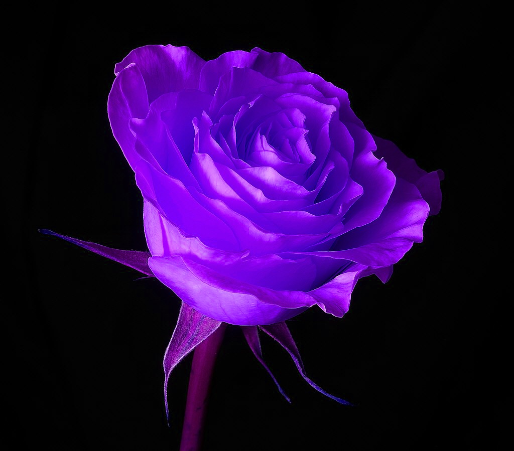 Hoa hồng màu tím có ý nghĩa gì
