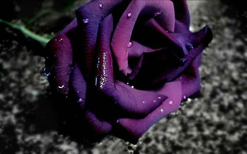 Hoa hồng màu tím đen hình ảnh đẹp nhất
