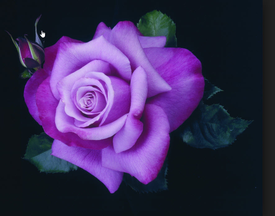 Hoa hồng tím bằng giấy cách làm