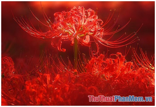 Bộ hình nền hoa bỉ ngạn 3D cực đẹp  Hình nền hoa Hình ảnh Ảnh ấn tượng