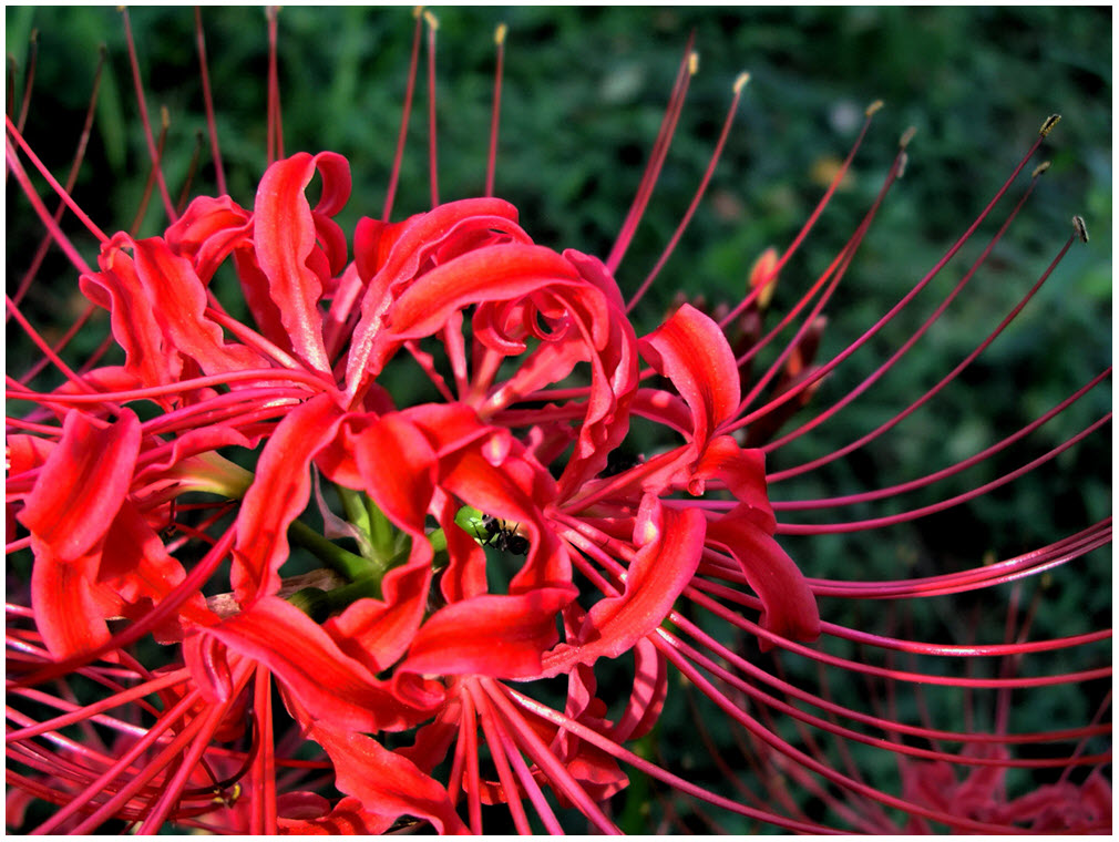 Hoa Bỉ Ngạn đỏ đẹp