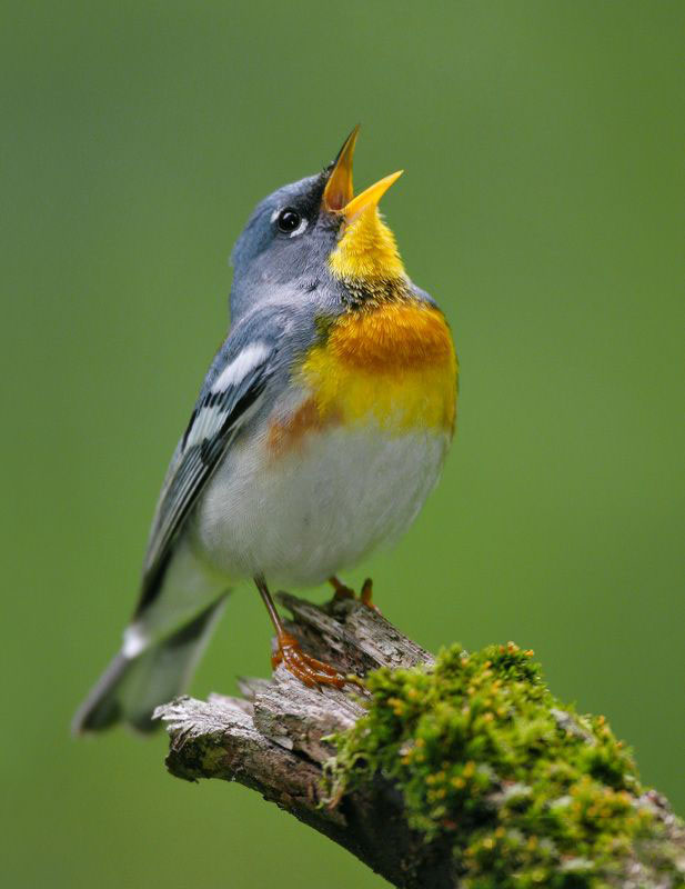 sinh học Hình ảnh đẹp nhất về các loài chim