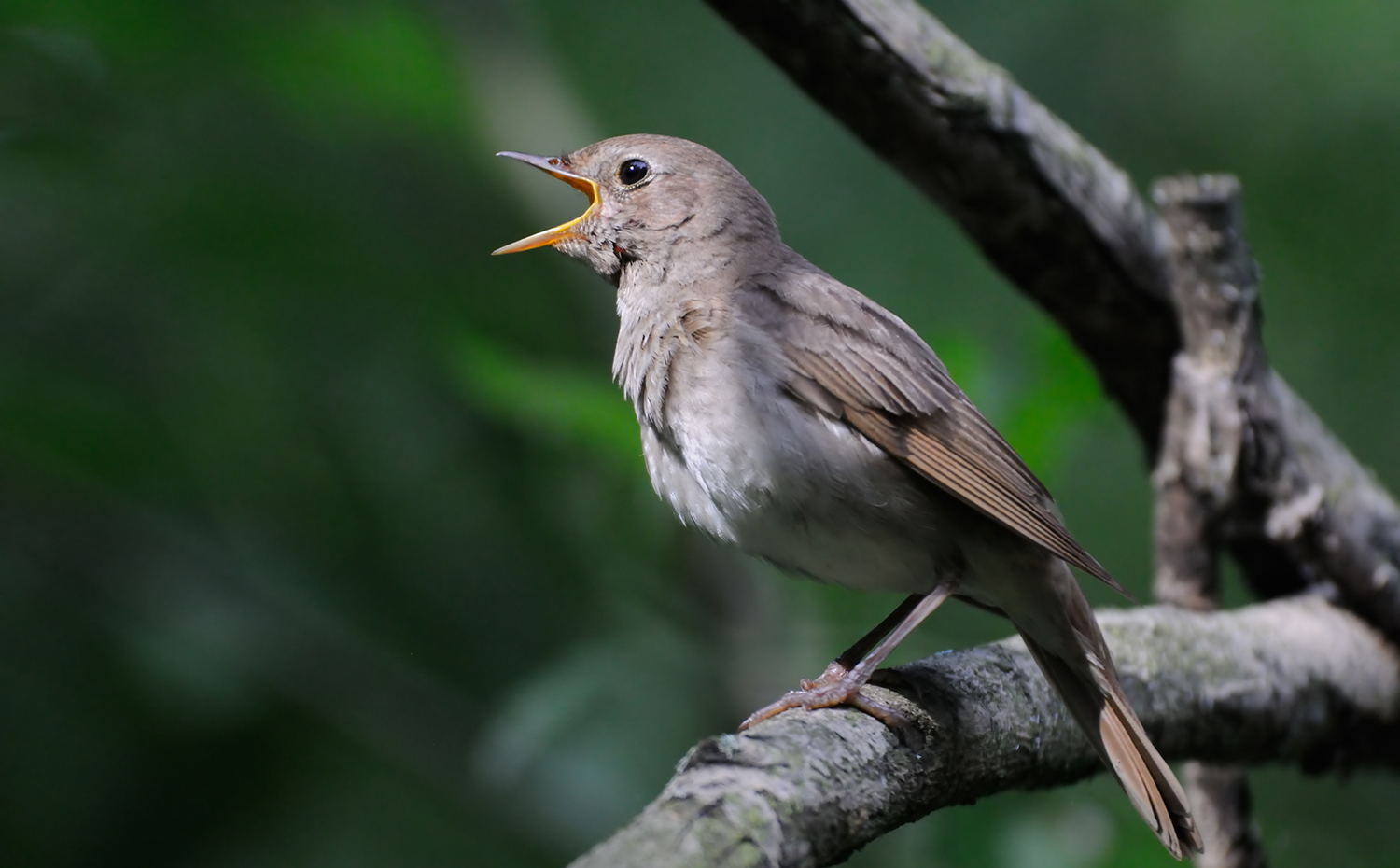 Mẹo chọn, nuôi chim hoạ mi hót nhiều | VTC - YouTube