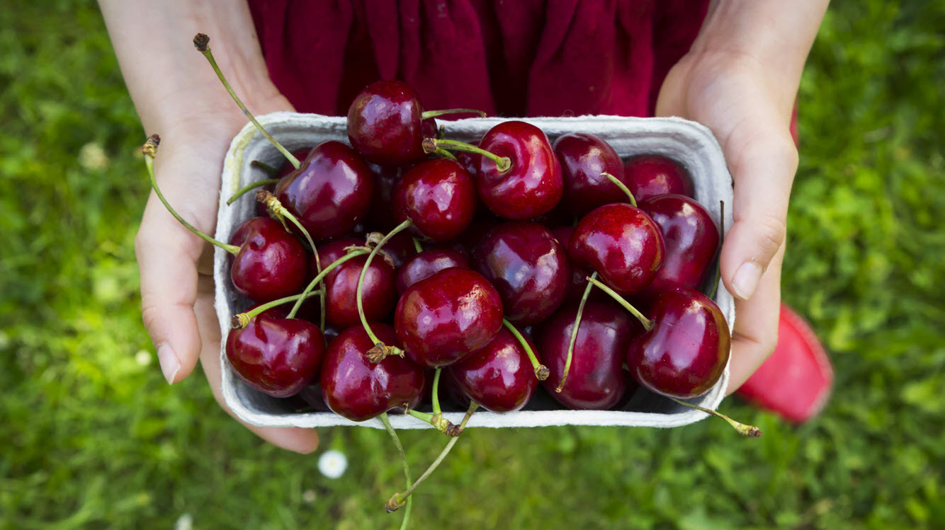 Hạt giống quả cherry chất lượng mua ở đâu