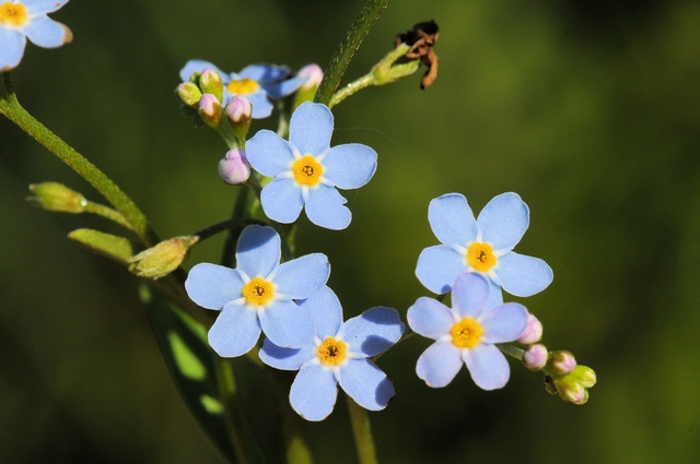 Forget me not flower