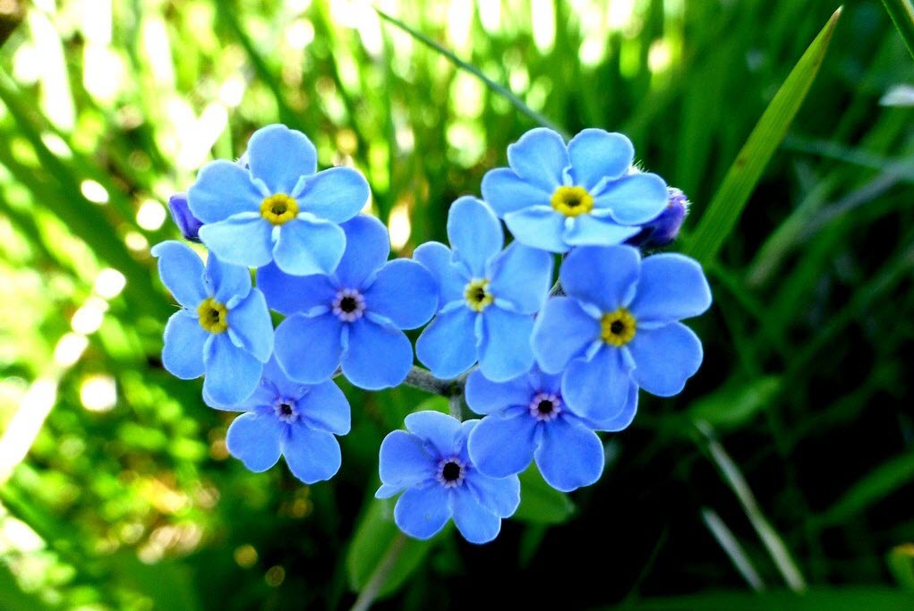Hoa lưu ly xanh
