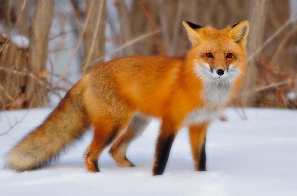Fox cute