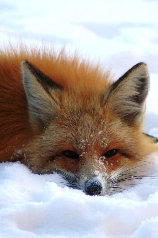 Hình ảnh con cáo fox
