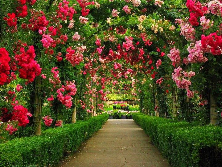 Hình ảnh vườn hoa tuyệt đẹp