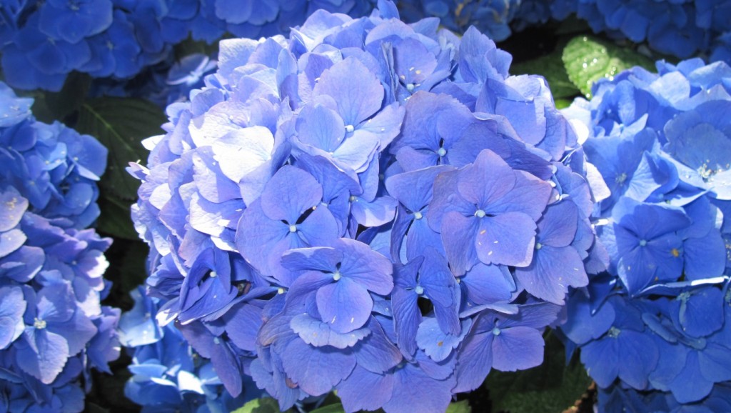 Hoa Cẩm Tú Cầu - Tổng hợp hình ảnh hoa Cẩm Tú Cầu cực đẹp