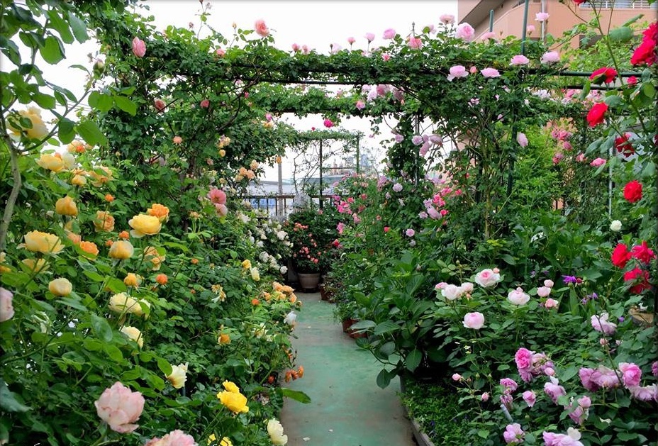 Vườn hoa hồng đẹp