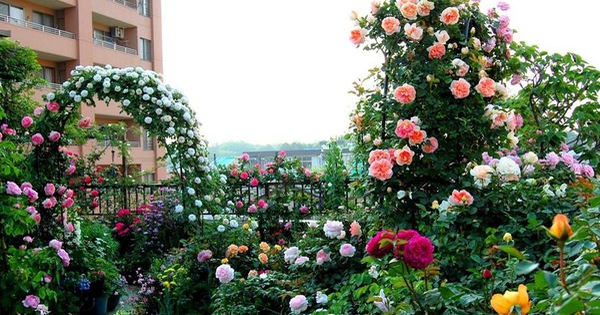 Vườn hoa hồng