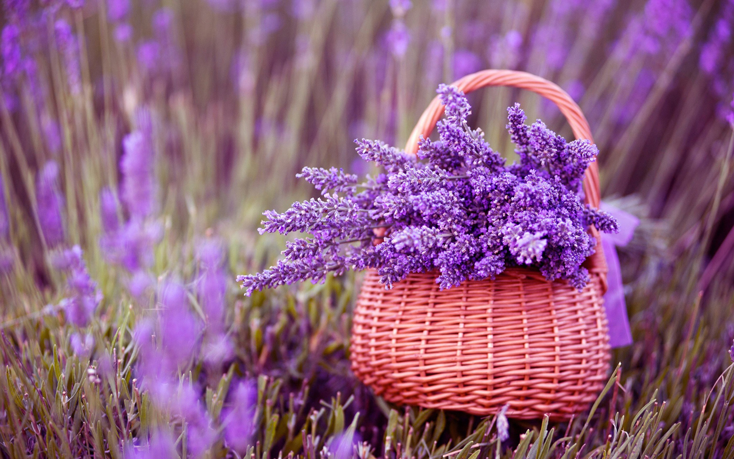 Hoa Lavender đẹp - Tổng hợp những hình ảnh hoa Lavender đẹp nhất