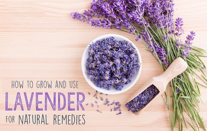 Cách trồng và chăm sóc Hoa Lavender