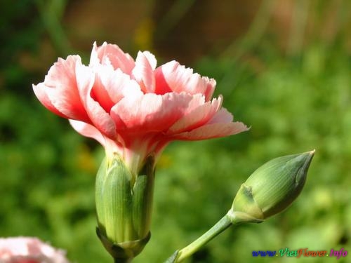 Chiêm ngưỡng loài hoa Cẩm Chướng đẹp nhất