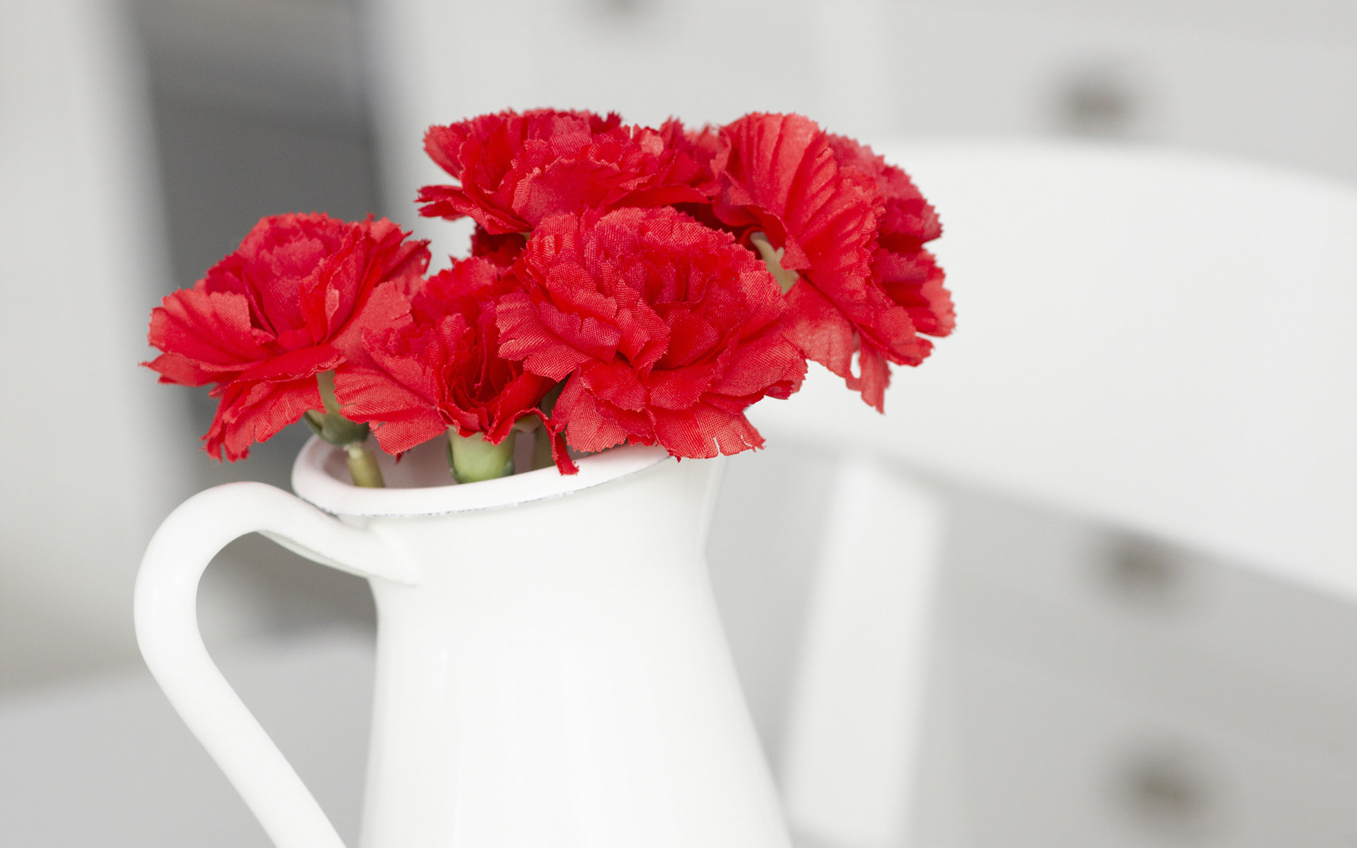 Hoa Cẩm Chướng đẹp - Những hình ảnh hoa Cẩm Chướng đẹp nhất