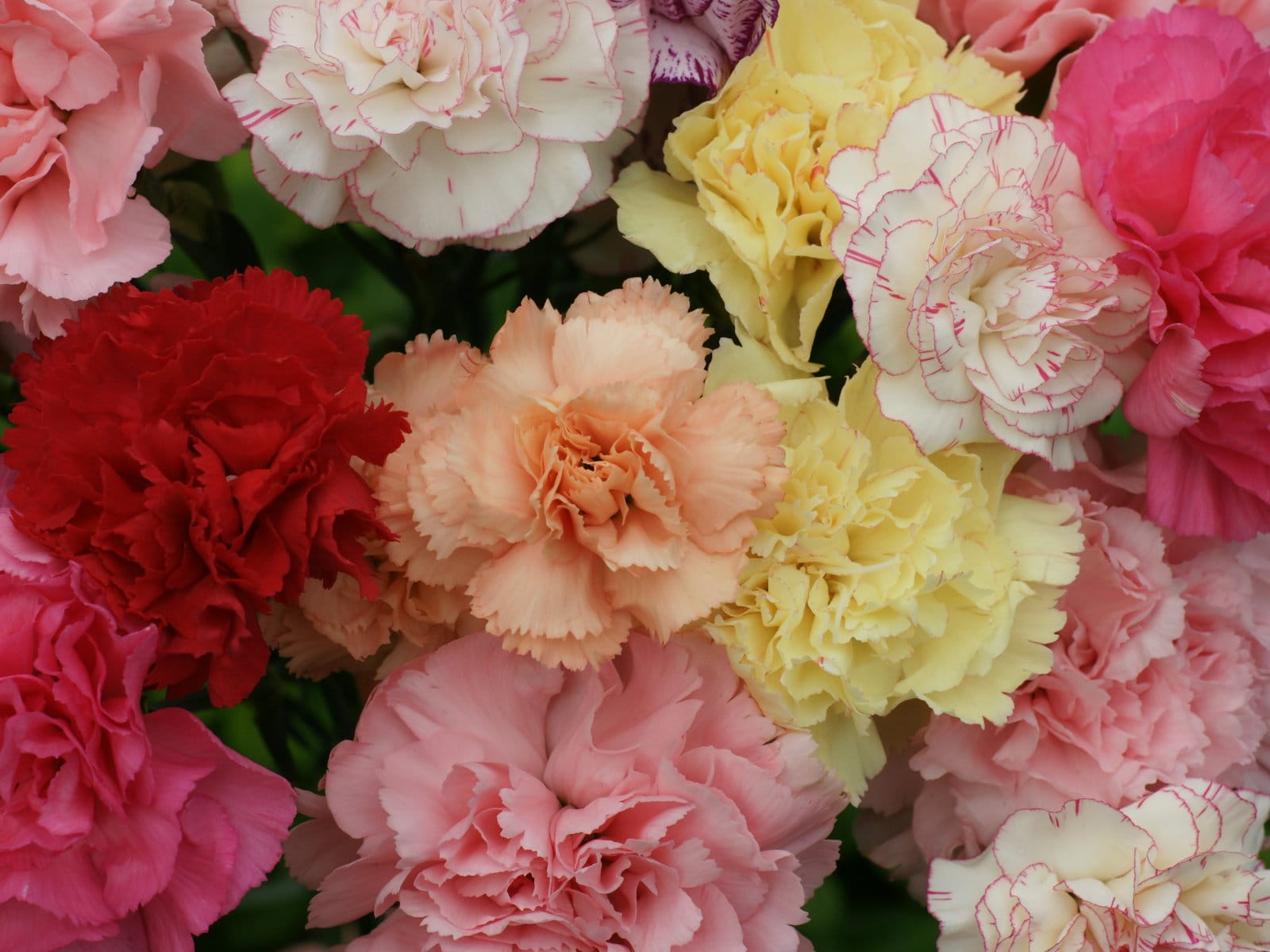 Cẩm Chướng đẹp ngất ngây - Những hình ảnh hoa Cẩm Chướng đẹp nhất