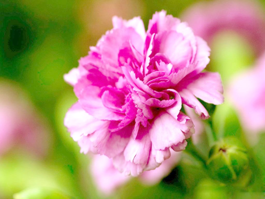Hình nền hoa cẩm chướng đẹp