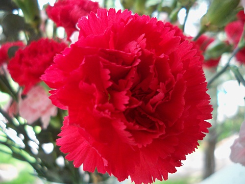 Hoa Cẩm chướng đẹp